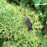 a small slug sitting on a plant