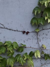 ivy growing on a wall